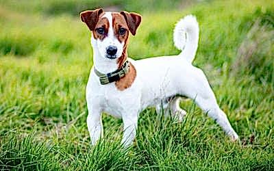 La raza de perro Jack Russell Terrier, un pequeño juguetón