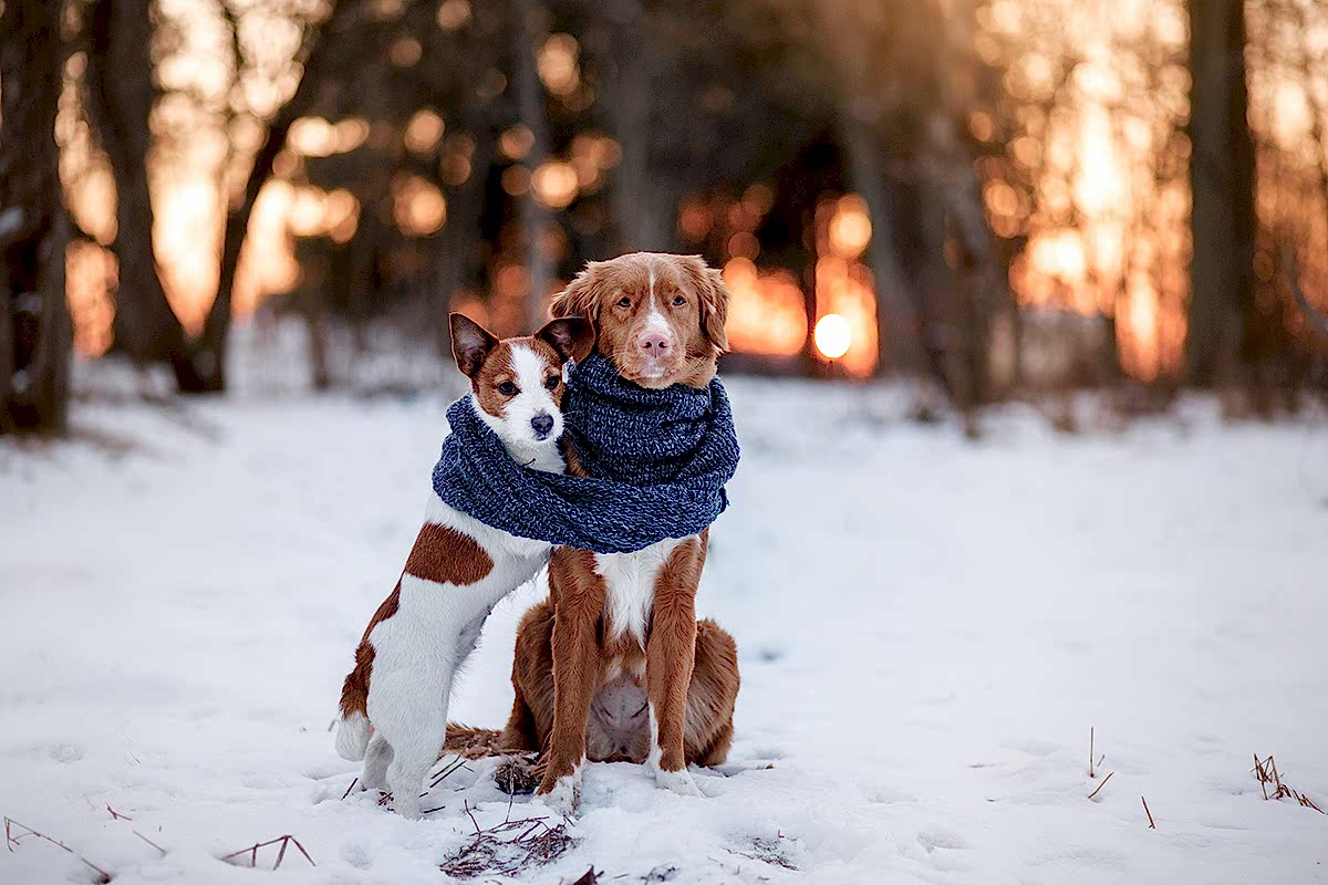 1frio-mascotas