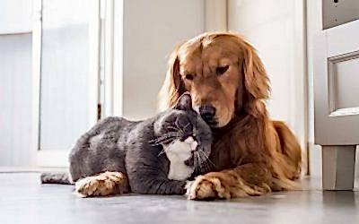 Enfermedades del Perro y gato sobre 7 años (geriátrico o senil)
