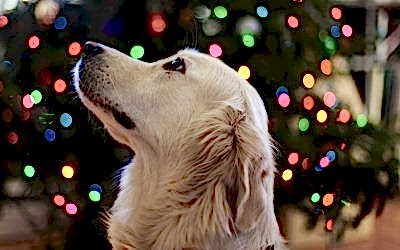 Fiestas de fin de año y las mascotas