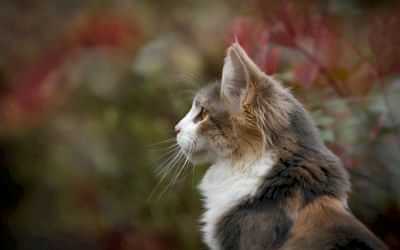 «El Ronroneo del Gato»