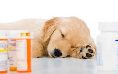 Cuidados: «Automedicación de Perros y Gatos»