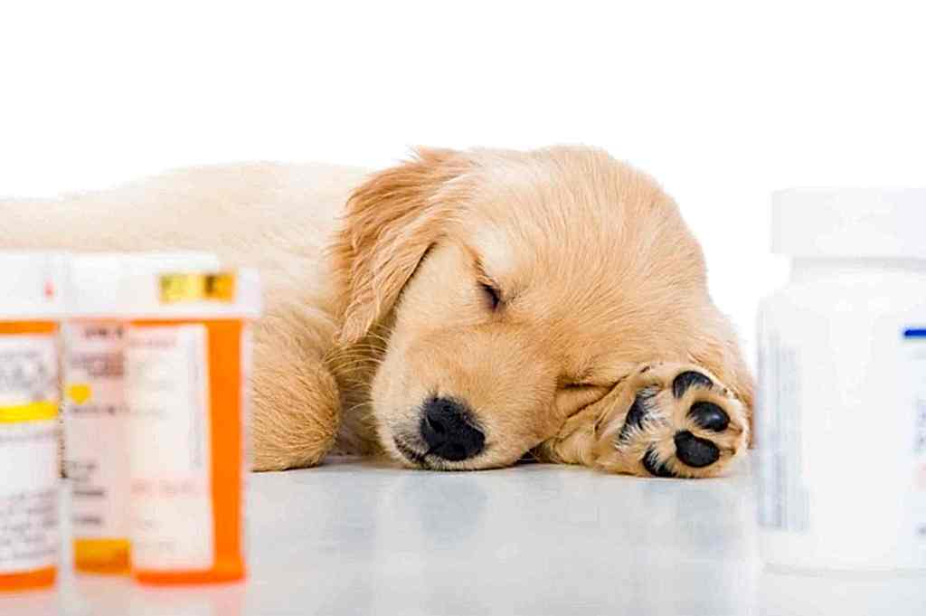 autoedicacion