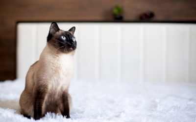 ¿SON CARIÑOSOS LOS GATITOS SIAMESES?