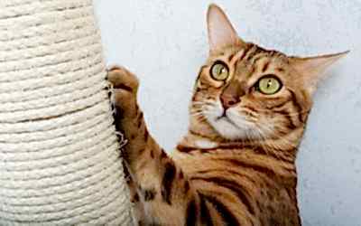 ¿POR QUÉ LOS GATOS ARAÑAN?