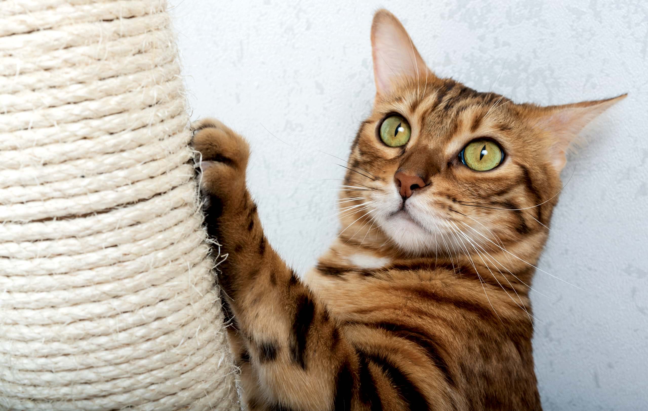 Bengal shorthair cat with a scratching post. The cat is scratchi