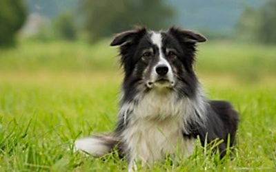 EL BORDER COLLIE, UNA RAZA DE PERRO MUY INTELIGENTE