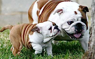 EL BULLDOG INGLÉS
