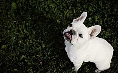 EL BULLDOG FRANCÉS