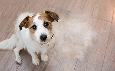 PÉRDIDA DE PELO EN PERROS