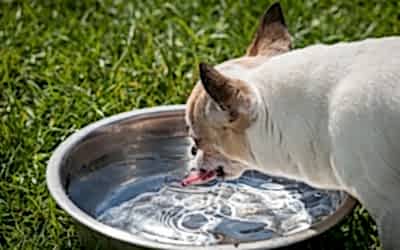 ¿CÓMO LOGRAR QUE MI PERRO BEBA AGUA?