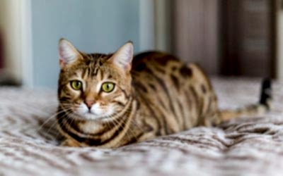 ERRORES COMUNES EN LA CRIANZA DE UN GATO