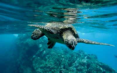 DÍA MUNDIAL DE LOS OCÉANOS