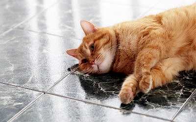 DEPRESIÓN EN GATOS
