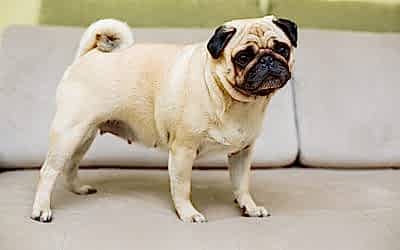 LOS PERROS PUG CARLINO YA NO SERÁN CONSIDERADOS COMO PERROS TÍPICOS