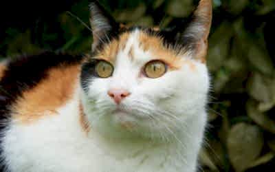 GATOS TRICOLOR