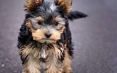 ¡La raza de perro Yorkshire Terrier, un pequeñín atrevido!