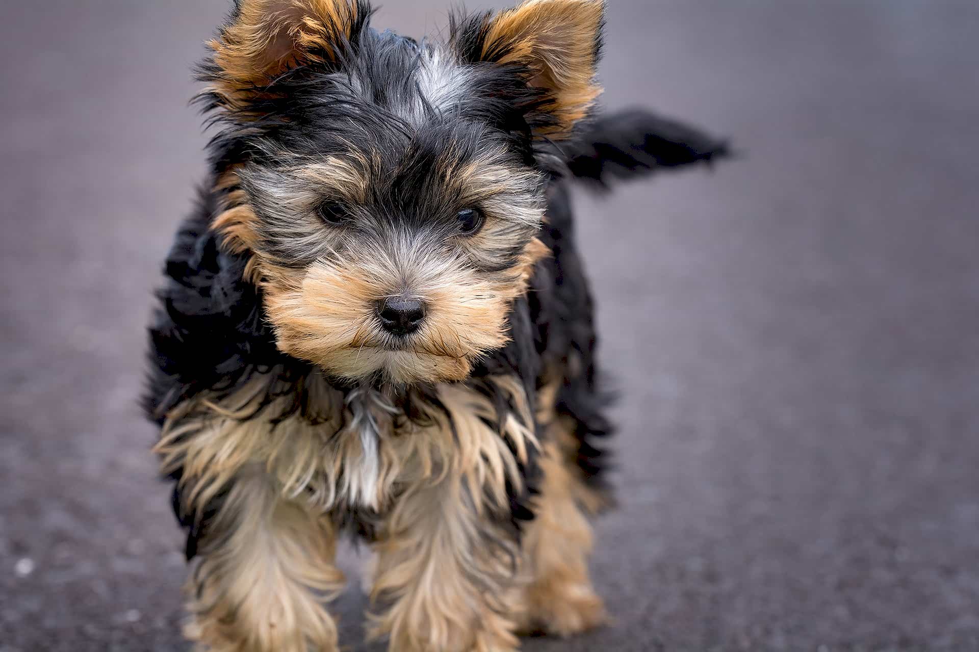 dog-1543339_1920