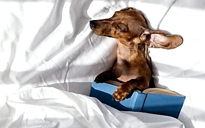 ¿POR QUÉ MI PERRO TIEMBLA MIENTRAS DUERME?