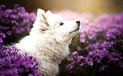 La raza de perro Samoyedo, un peludito encantador