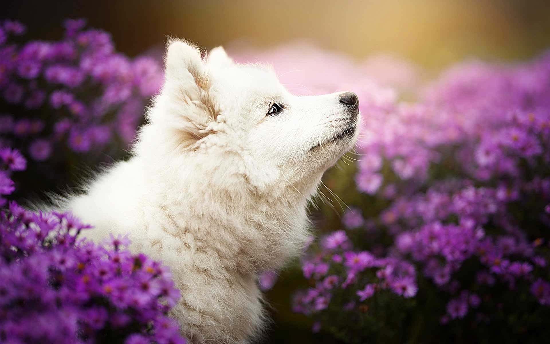 ElSamoyedo