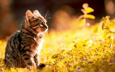 Toxoplasmosis