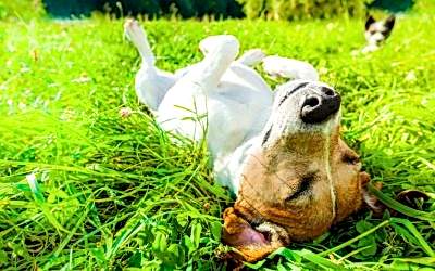 ¿Porqué tu perro ama girar en el pasto?