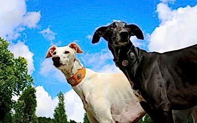 GALGOS: LOS PERROS MÁS RÁPIDOS DEL MUNDO