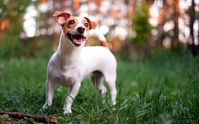 LOS PERROS DETECTAN EN QUIEN CONFIAR
