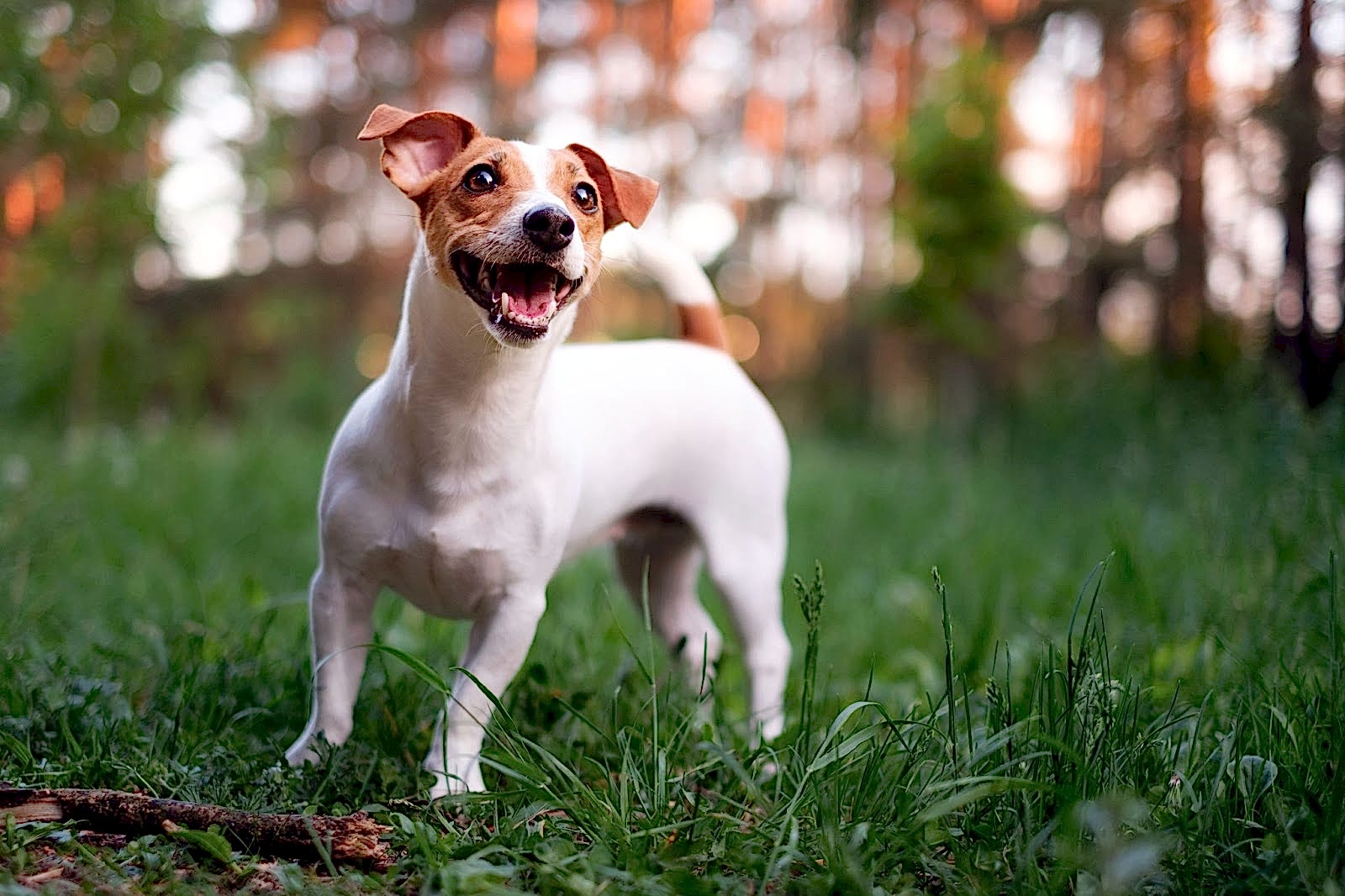 happy-dog-jack-russell-playing-park (1)