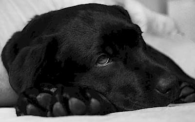 Brucelosis Canina… ¡Cuidado al cruzar a tu Mascota!