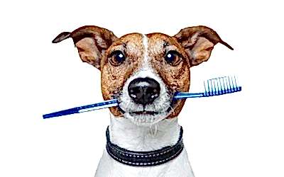 Importancia de la Salud dental en Caninos y Felinos