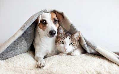 Enfermedades de nuestras mascotas en invierno