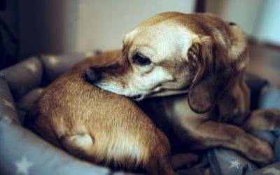 ALERGIA CANINA