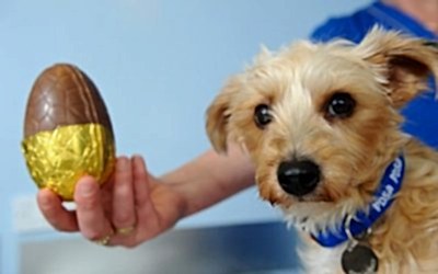 Las Mascotas y el Conejito de Pascua