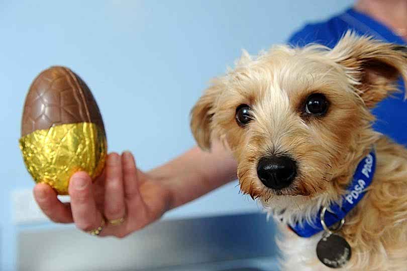 ovos-de-pascoa-para-cachorros