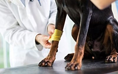 ARTRITIS EN PERROS