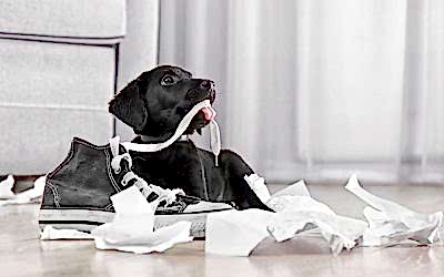 ¿TU PERRO MUERDE TODO LO QUE SE ENCUENTRA?