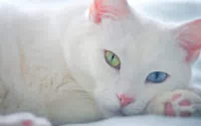 CUIDADOS DEL GATO ALBINO