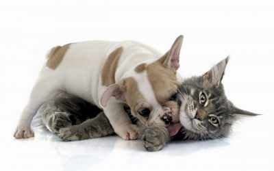 BENEFICIOS DE LA ESTERILIZACIÓN EN PERROS Y GATOS