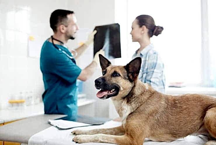 radiografias-para-perros