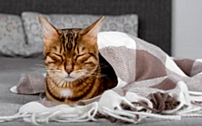 RAZONES POR LAS CUALES TU GATITO DUERME TODO EL DIA