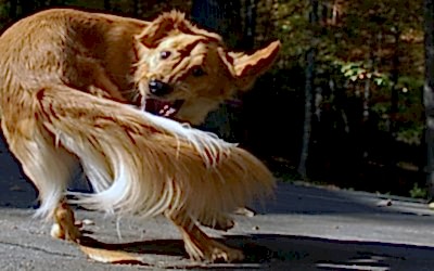 «Conductas Compulsivas» en nuestras mascotas