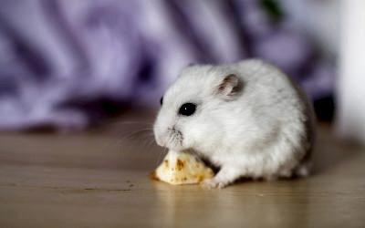 ALIMENTOS PROHIBIDOS EN HÁMSTERS