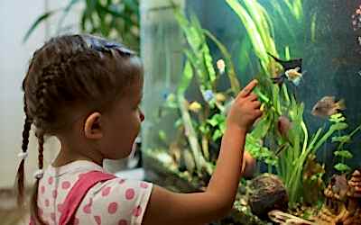 TIPS PARA TENER PECES EN CASA