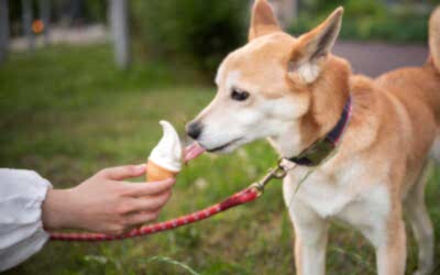 SÍNTOMAS DE UN PERRO INTOLERANTE A LA LACTOSA