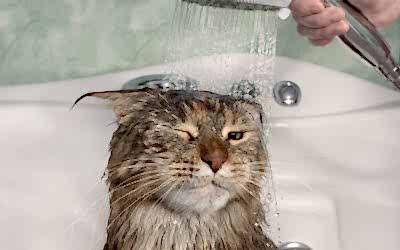 ¿QUÉ TAN RECOMENDABLE ES BAÑAR A TU GATO?