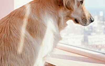 ¿POR QUÉ HAY PERROS QUE NO QUIEREN SALIR DE CASA?&nbsp;