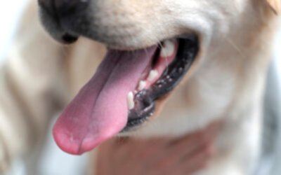 LA IMPORTANCIA DE LA HIGIENE DENTAL EN LOS PERROS: