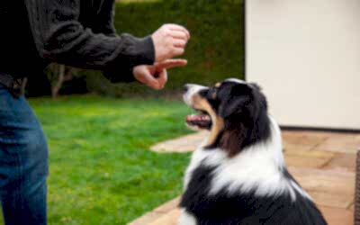 5 MANERAS DE ENSEÑARLE TRUCOS A TU PERRO